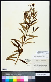 Amsonia tabernaemontana var. tabernaemontana image