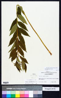 Amsonia tabernaemontana var. tabernaemontana image