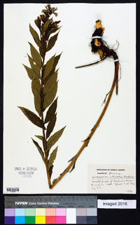 Amsonia illustris image