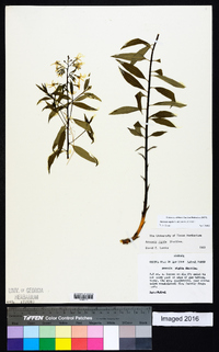 Amsonia rigida image