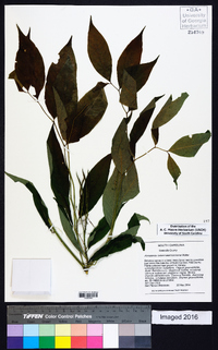 Amsonia tabernaemontana image