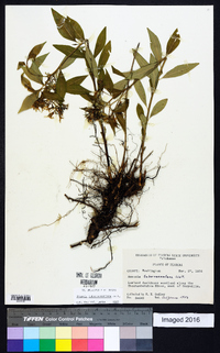 Amsonia tabernaemontana image