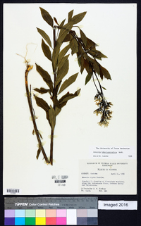 Amsonia tabernaemontana image