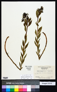 Amsonia tabernaemontana image