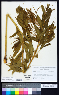 Amsonia tabernaemontana image