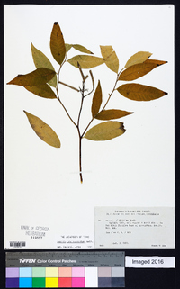 Amsonia tabernaemontana image