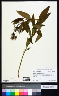 Amsonia tabernaemontana image