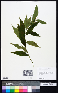 Amsonia tabernaemontana image