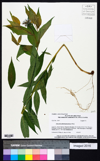 Amsonia tabernaemontana image