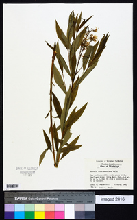 Amsonia tabernaemontana image