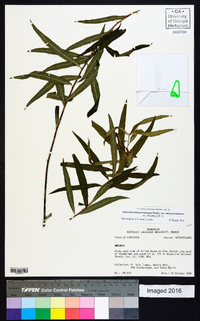 Amsonia tabernaemontana image