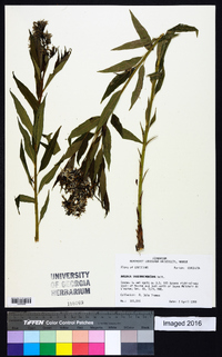 Amsonia tabernaemontana image