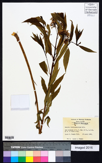 Amsonia tabernaemontana image