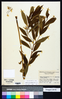 Amsonia tabernaemontana image