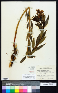 Amsonia tabernaemontana image