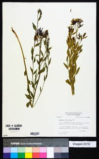 Amsonia tomentosa var. tomentosa image