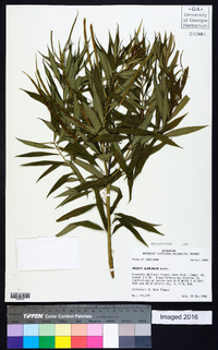 Amsonia tabernaemontana image