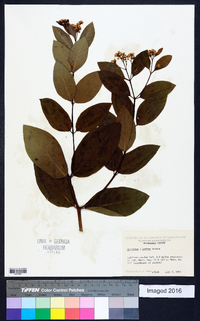 Apocynum × floribundum image