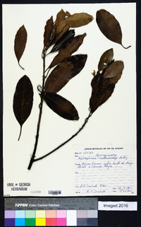 Aspidosperma spruceanum image
