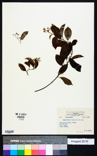 Urceola rosea image
