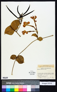 Echites umbellatus image