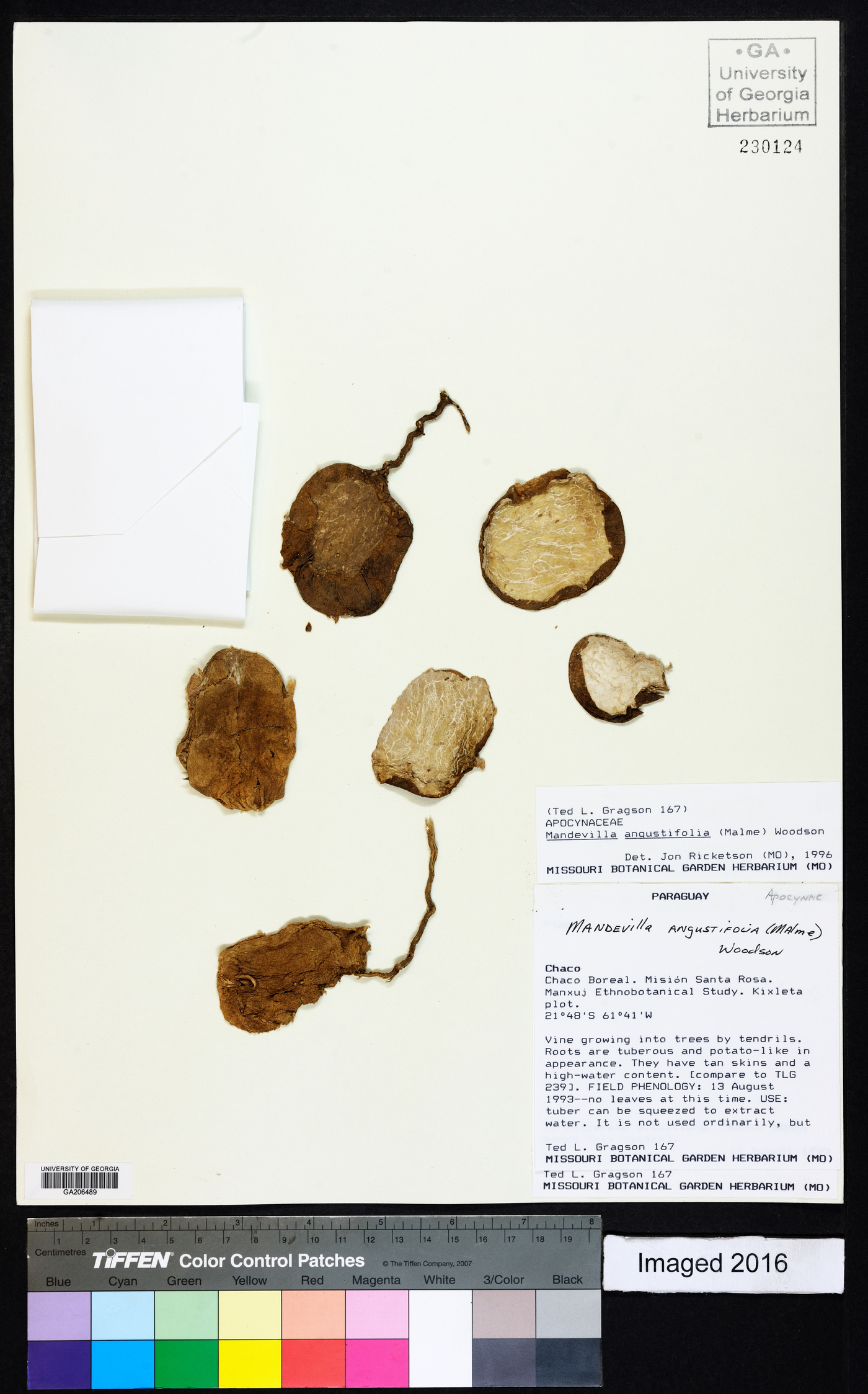 Mandevilla angustifolia image