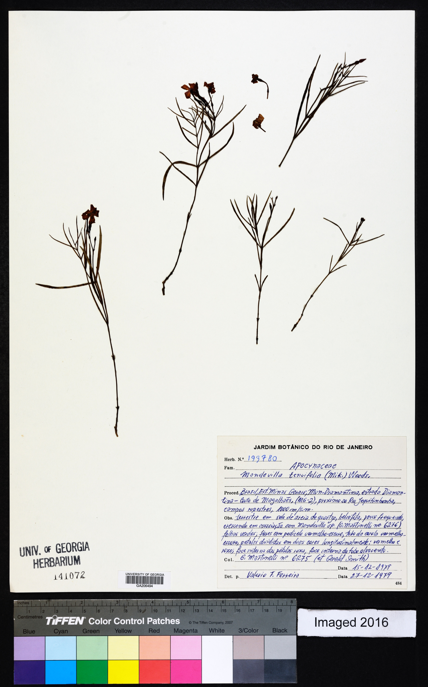 Mandevilla tenuifolia image