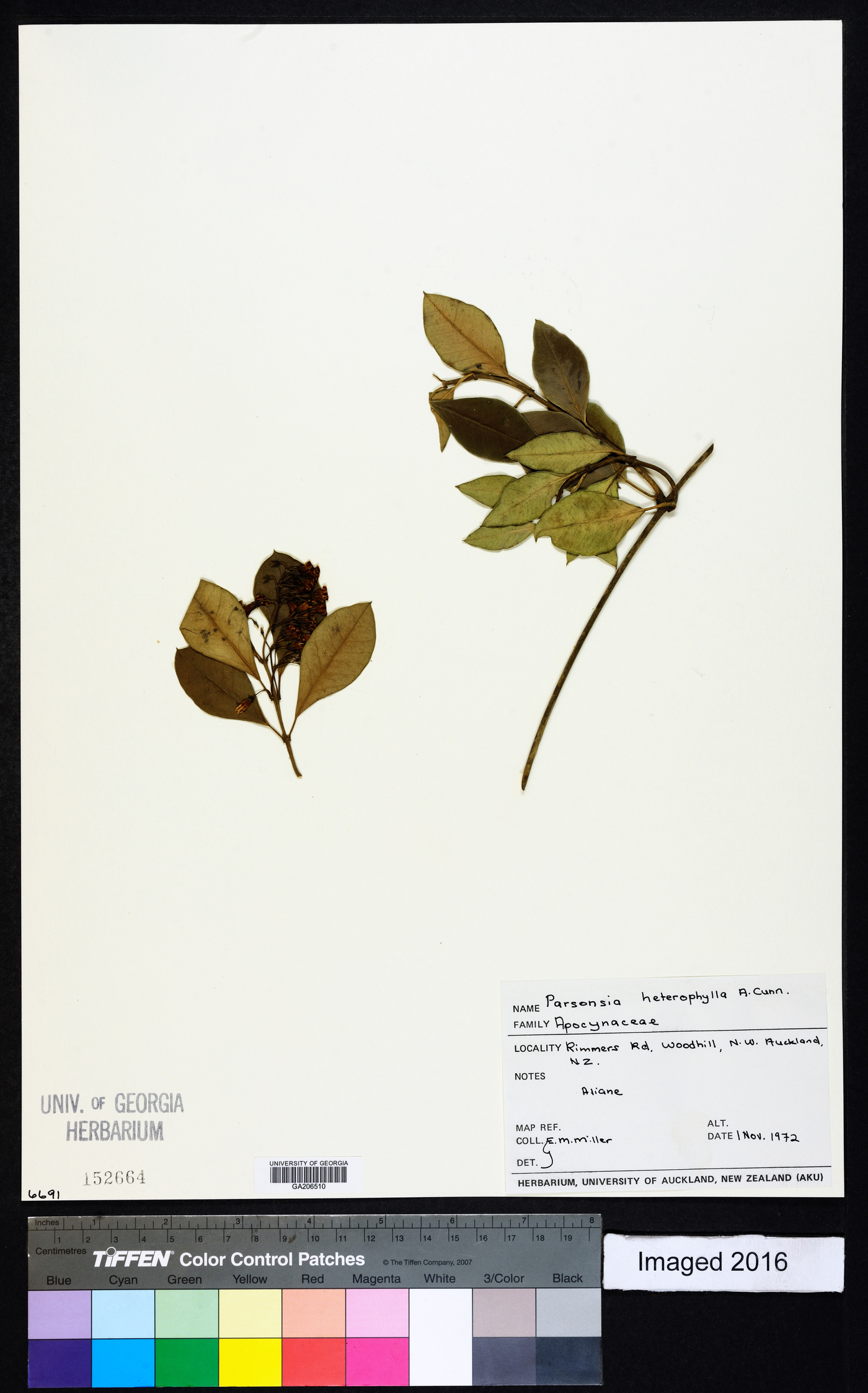 Parsonsia heterophylla image