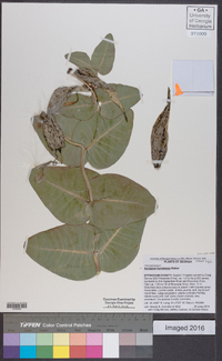 Asclepias humistrata image