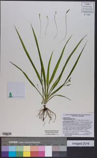 Hypoxis curtissii image