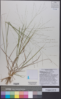 Eragrostis refracta image