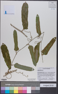 Smilax bona-nox image