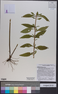 Eupatorium pilosum image