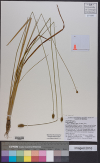 Xyris jupicai image