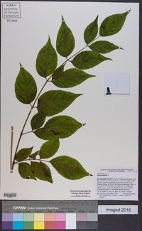 Aralia spinosa image