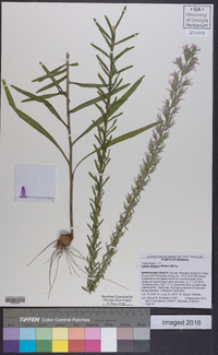 Liatris elegans image