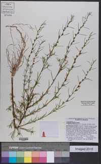 Ludwigia linearis image