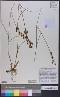 Juncus scirpoides image