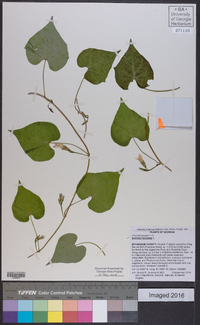 Ipomoea lacunosa image