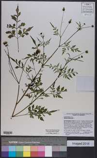 Bidens bipinnata image