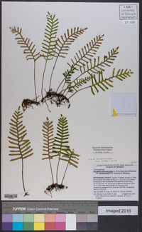 Pleopeltis polypodioides image