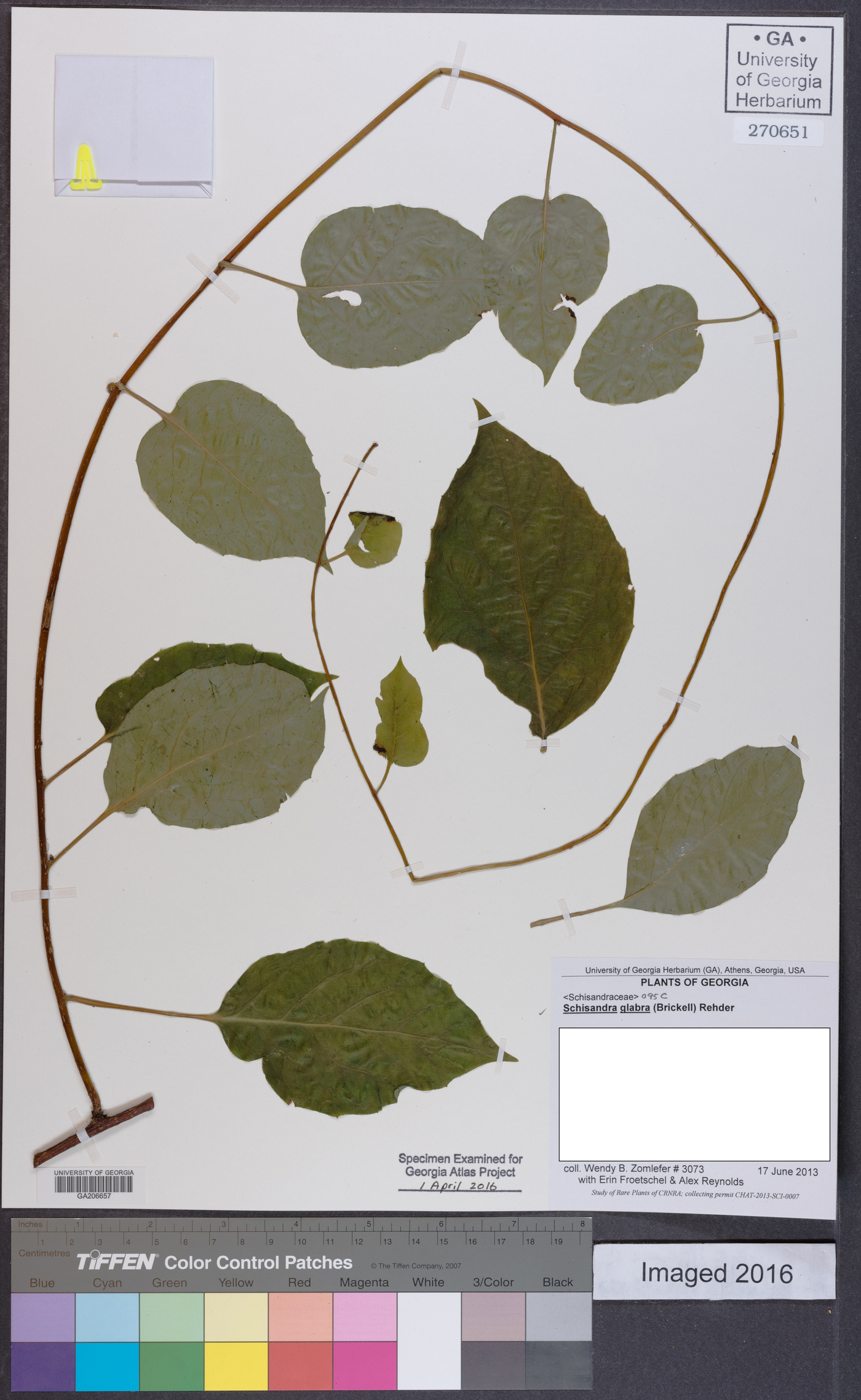 Schisandra image