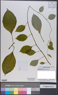 Schisandra glabra image