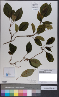 Schisandra glabra image