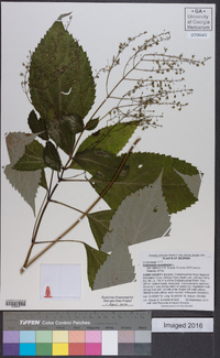 Collinsonia canadensis image