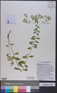 Sericocarpus tortifolius image