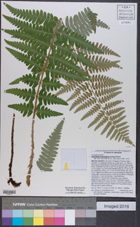 Dryopteris ludoviciana image