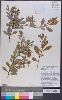 Lyonia fruticosa image