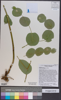 Baptisia perfoliata image