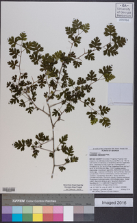 Crataegus marshallii image